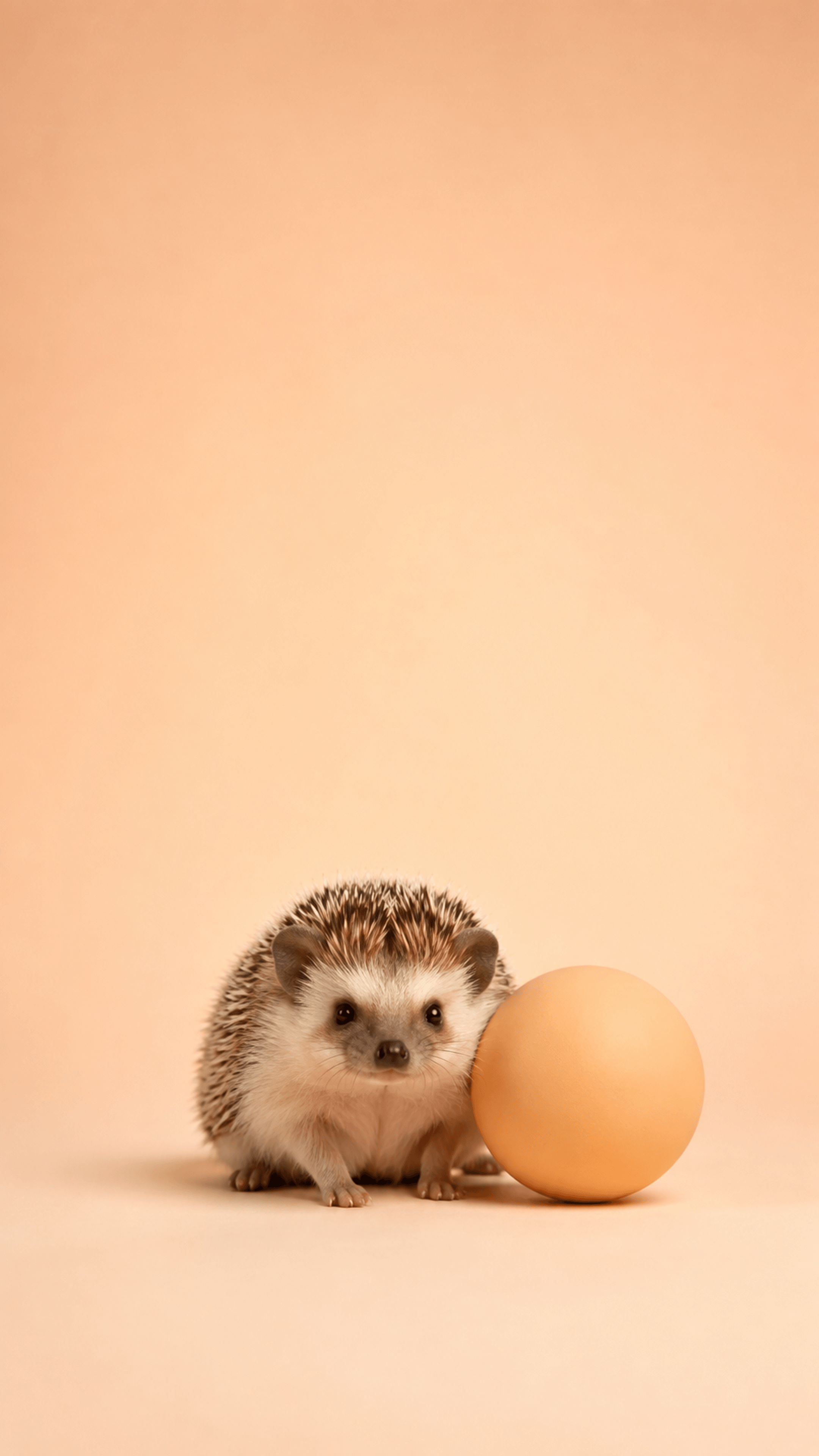 Apricot Hedgehog Studio Animals phone wallpaper in high resolution